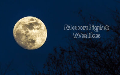 Moonlight Walks